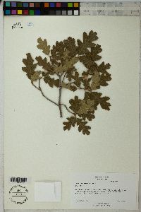 Quercus gambelii image