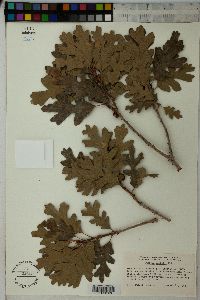 Quercus gambelii image