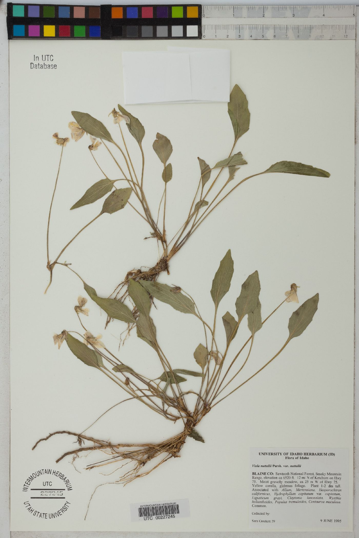 Viola nuttallii var. nuttallii image