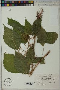 Laportea canadensis image