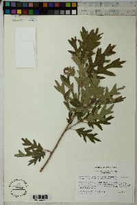 Quercus gambelii image