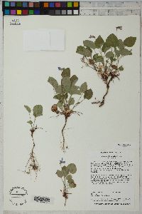 Viola nephrophylla image