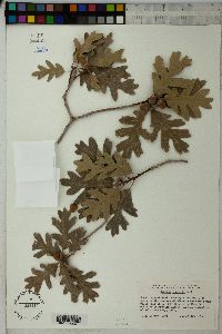 Quercus gambelii image