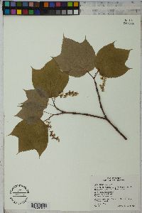 Acer pensylvanicum image