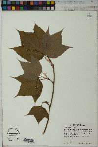 Acer pensylvanicum image