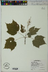 Acer spicatum image