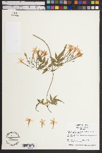 Jasminum officinale image