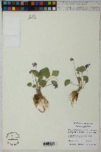 Viola nephrophylla image