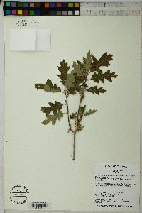 Quercus gambelii image