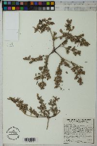 Sesuvium verrucosum image