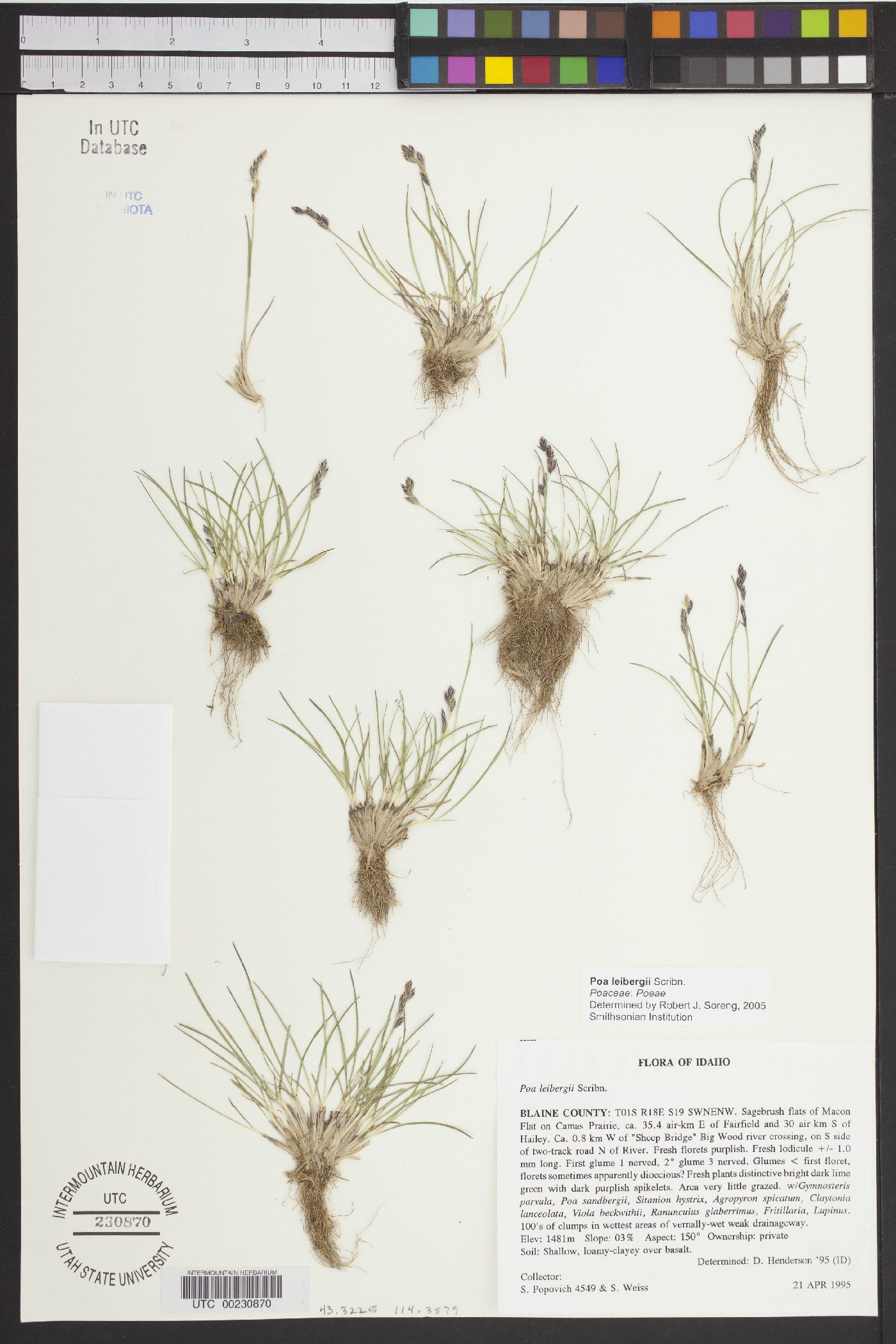 Poa leibergii image