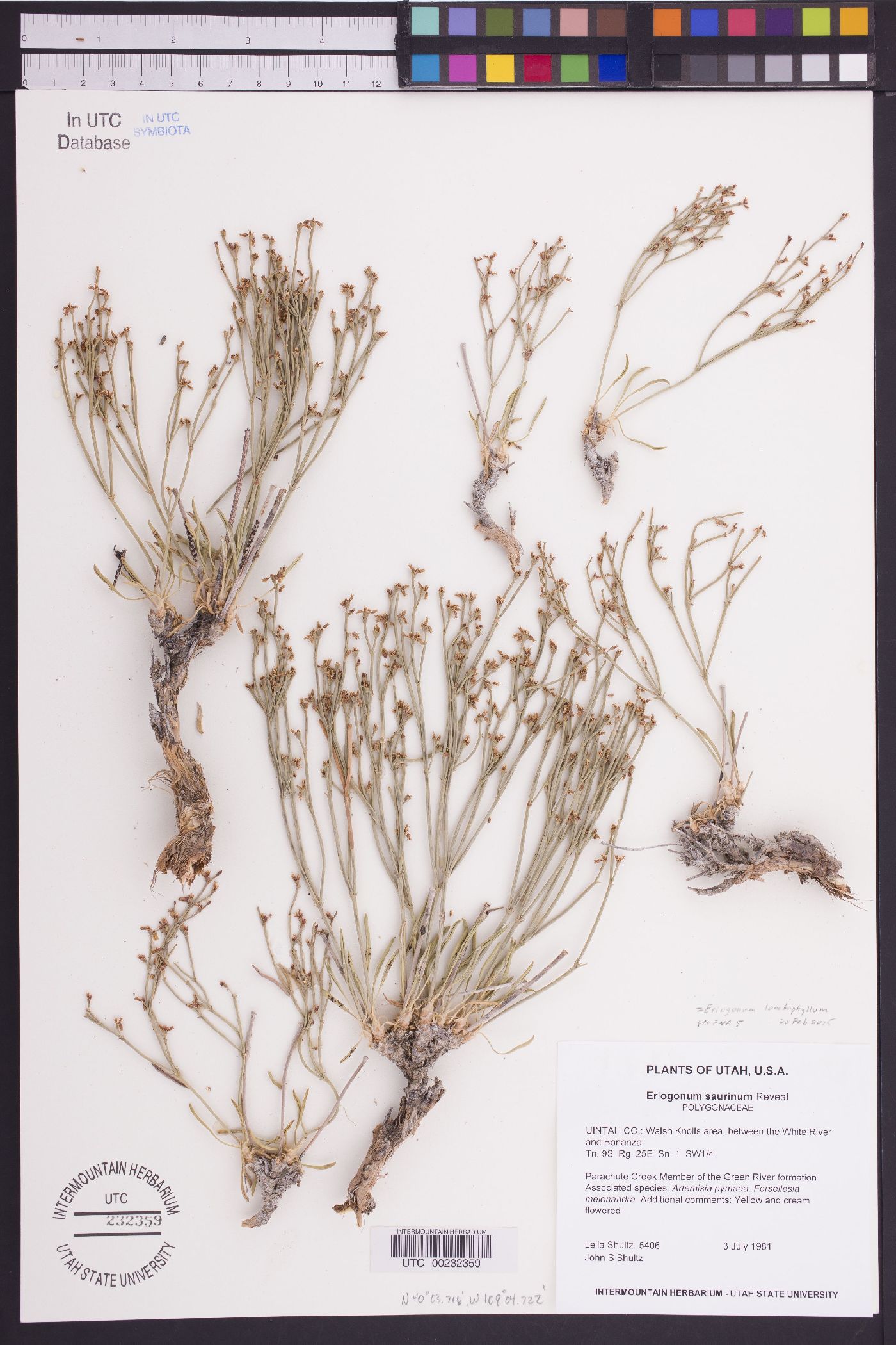 Eriogonum lonchophyllum image