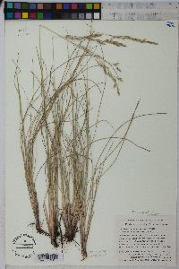 Festuca scabrella image