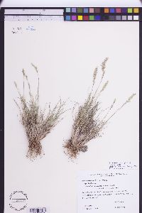 Poa cusickii image