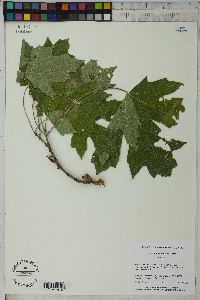 Acer macrophyllum image