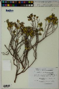 Image of Daphne transcaucasica