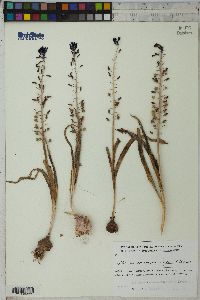 Muscari caucasicum image