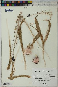 Muscari caucasicum image