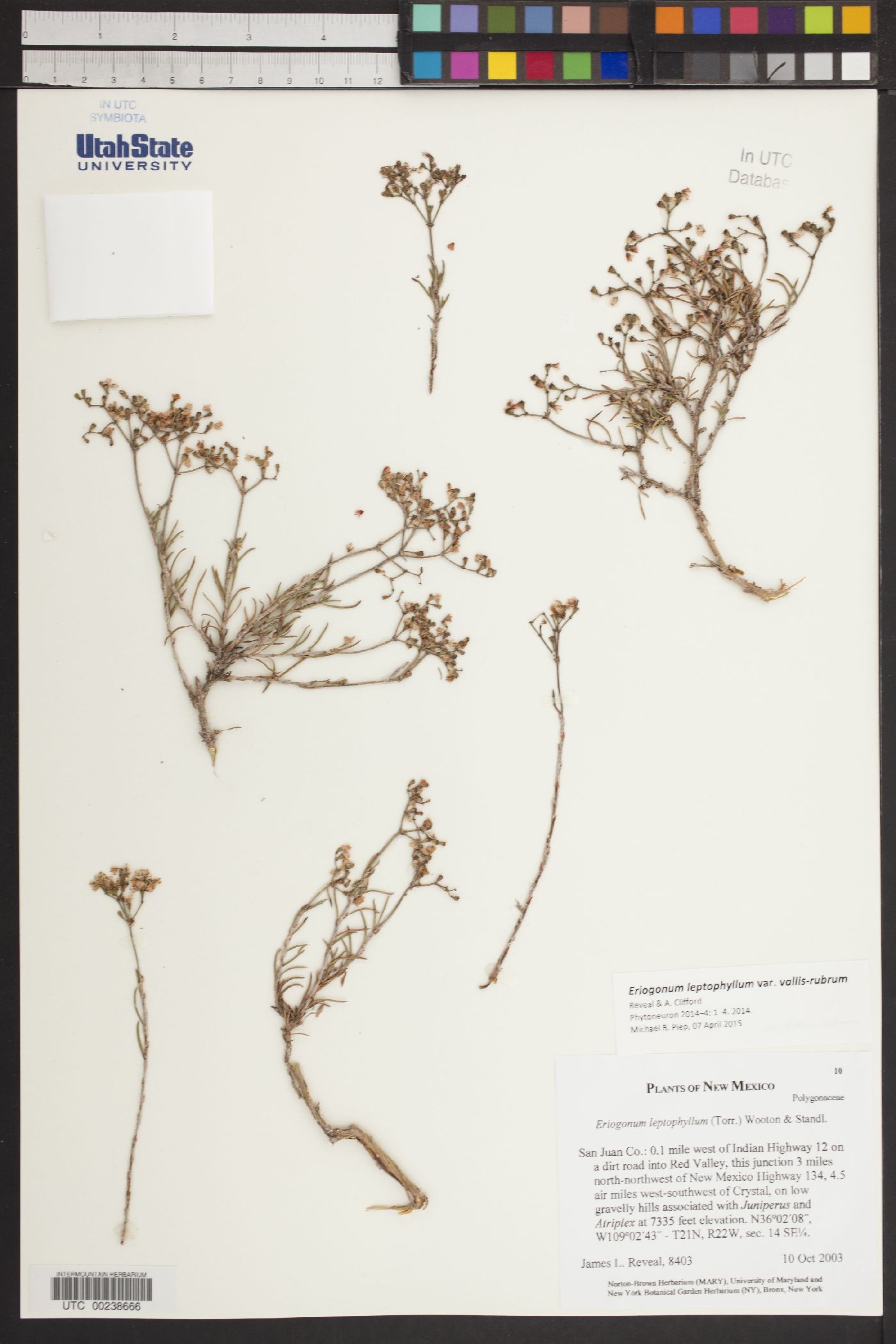 Eriogonum leptophyllum var. vallis-rubrum image