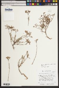 Eriogonum leptophyllum image