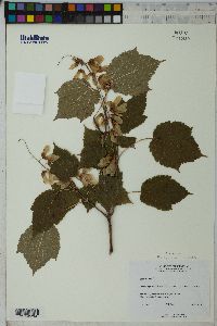 Acer spicatum image