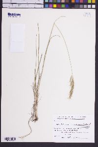 Image of Helictotrichon armeniacum
