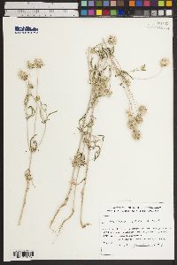 Scabiosa rotata image