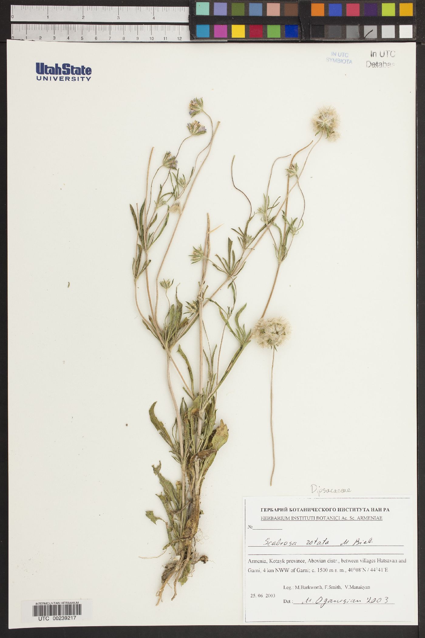 Scabiosa rotata image