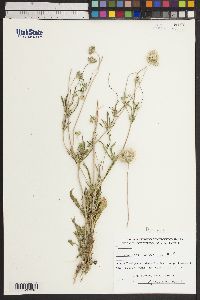 Scabiosa rotata image