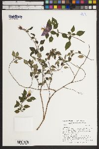Image of Dissotis rotundifolia