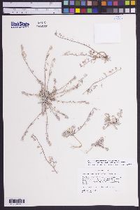 Physaria kingii subsp. cobrensis image