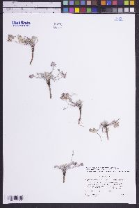 Physaria kingii image