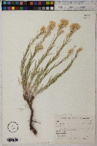 Ericameria parryi var. parryi image