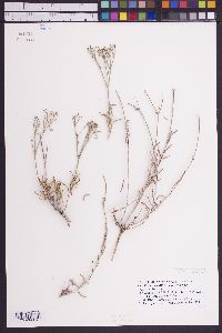 Eriogonum lonchophyllum image