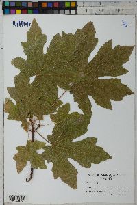 Acer macrophyllum image