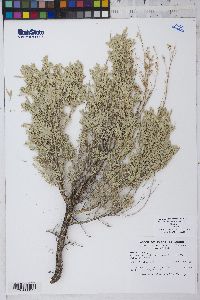 Artemisia tridentata image