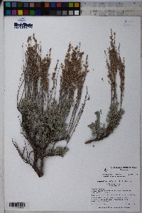 Artemisia nova image