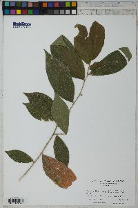 Image of Hybanthus prunifolius