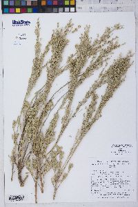 Artemisia tridentata image