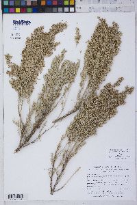 Artemisia tridentata image