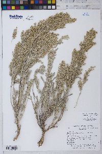 Artemisia tridentata image