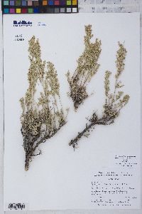 Artemisia tridentata image