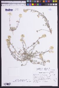 Physaria kingii subsp. latifolia image