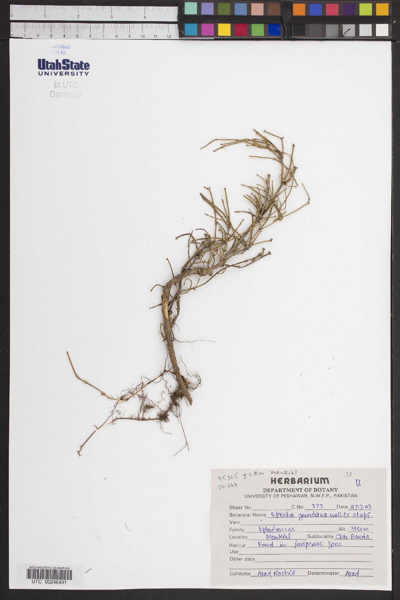 Ephedra gerardiana image