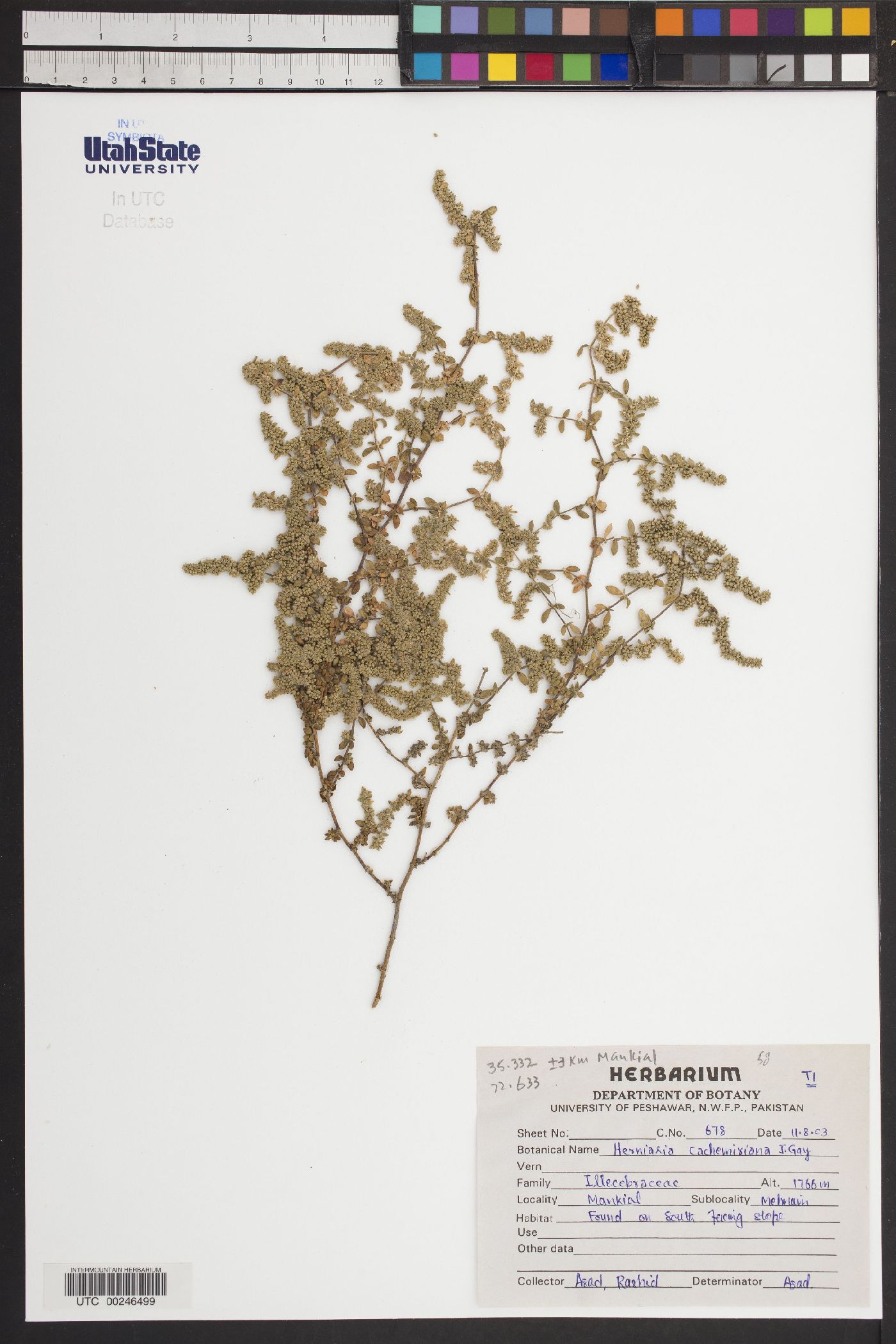 Herniaria cachemiriana image