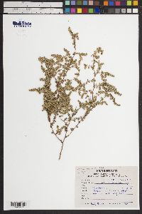 Image of Herniaria cachemiriana