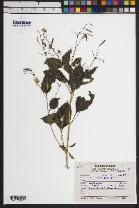 Impatiens thomsonii image