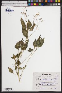 Image of Impatiens brachycentra