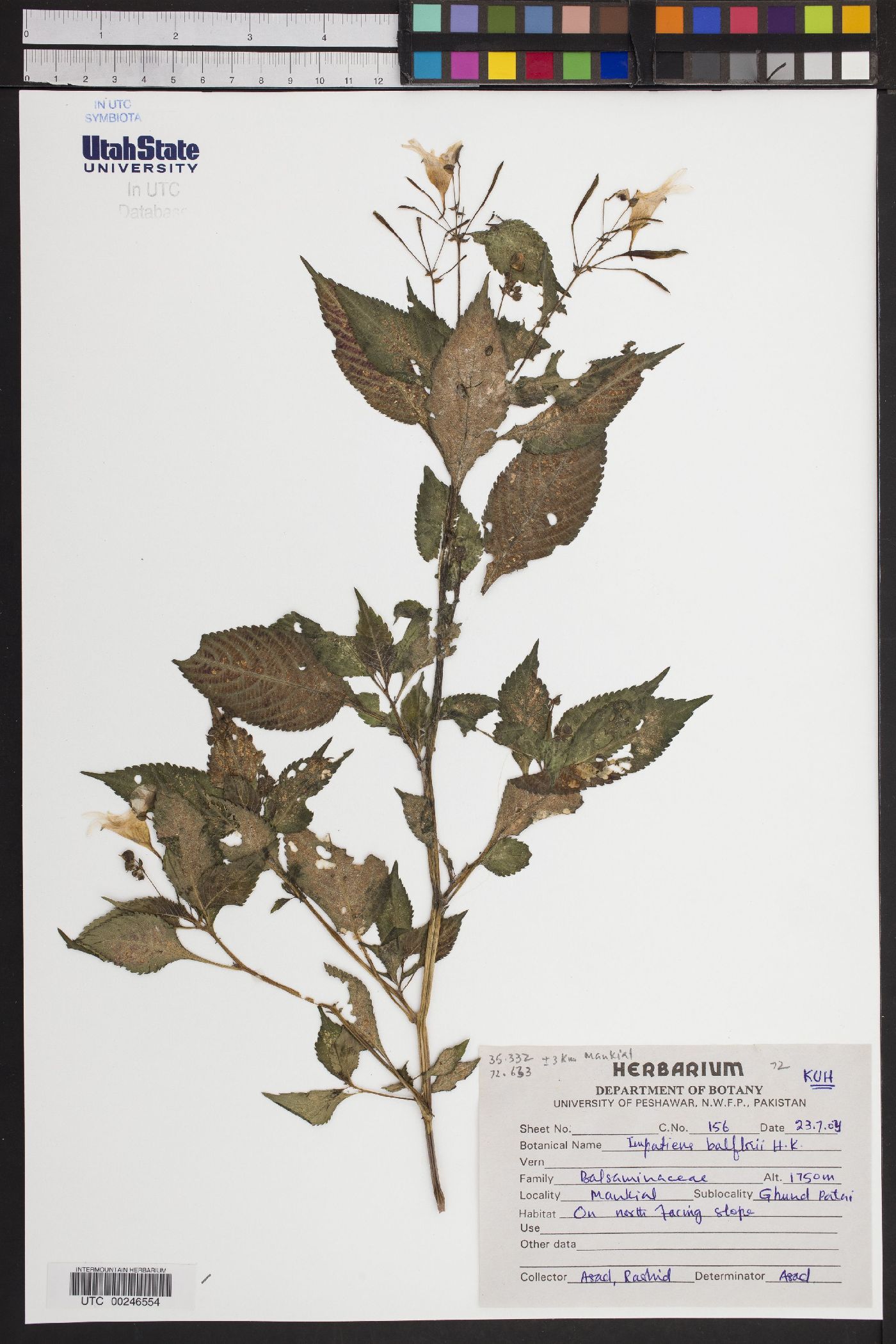 Impatiens balfourii image