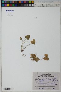 Viola canescens image